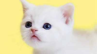 프리미엄 고양이 분양샵 ‘나비캣’ 24시간 상담으로 다양한 정보 제공