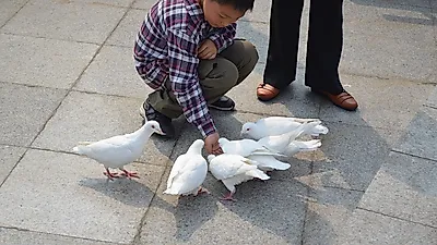 공원에서 뿌리는 빵 부스러기, 새 건강에는 악영향?