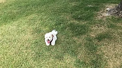 윤계상, 반려견보며 "가끔 애들이 부러워..^^"