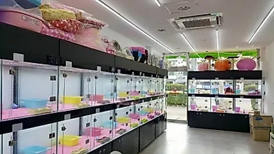 고양이분양시 꼭 체크해야 할 TIP들  - 반려묘 전문브랜드 요미캣 안양점 오픈