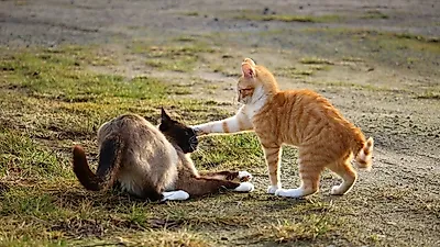 고양이 성격을 알 수 있는 방법