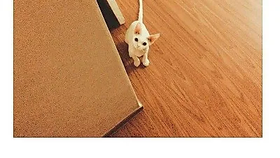 민효린 반려묘, 하얗게 빛나는 윤기 좔좔 자태 '빼꼼'