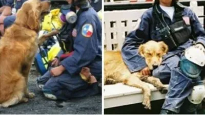 세상을 떠난 9.11테러 구조견