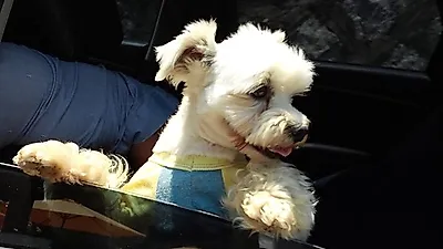 무더운 여름, 강아지 혼자 차에 두지 마세요!