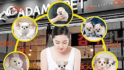 강아지분양(아담스펫) 및 고양이분양(아담스캣) 브리딩을 통해 우수한 자묘와 자견을 분양하고 있어
