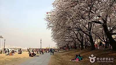 2019 벚꽃 개화시기 작년보다 빨라…2019 벚꽃축제 일정과 당장 떠날 수 있는 봄꽃축제는?
