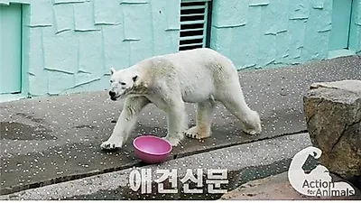 동물을 위한 행동, 오는 25일 광화문서 북극곰 전시 반대 퍼포먼스