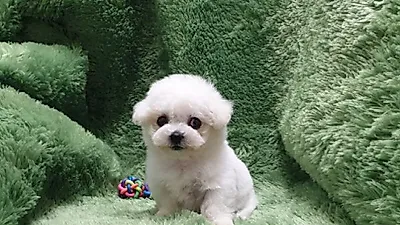 강아지분양전문 ‘펫왕국’ 엄격하고 철저한 관리로 믿을 수 있는 분양샵으로 자리매김해