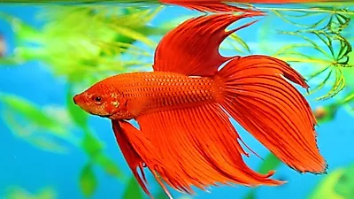 투어(鬪魚)를 찾는 당신을 위한 물고기, '베타피쉬'