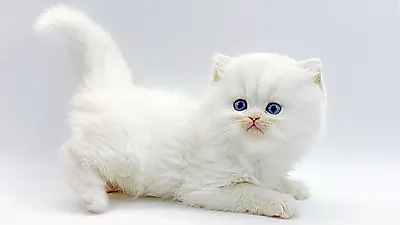 고양이 분양 업체 ‘제나캣’ 비대면 분양 서비스 제공