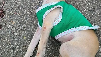 2층 계단에서 '휙' 던져진 강아지…"쓰러진 채 입가에 피 뚝뚝 흘려"