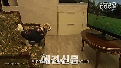 강아지가 보는 방송 '채널 해피독' 현대HCN 신규 송출