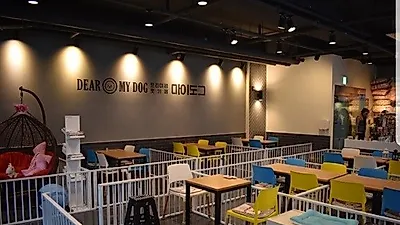대구 애견카페 '디어마이도그', 애견호텔, 행동교정 애견유치원까지… 애완견과 함께 '힐링'