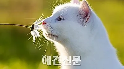 강원도, 올해 길고양이 중성화 사업 본격적으로 시행