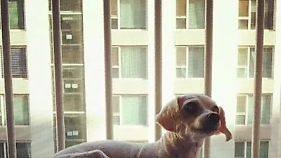 [고영리 작가의 Pet Story] 나이듦이 흐르다_늙어가는 개와 함께 하는 시간 2