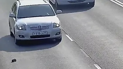 고속도로 한 가운데서 새끼 고양이를 구한 남성
