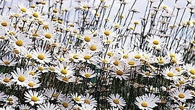 울릉국화 신품종 개발 '노화 예방 효과'