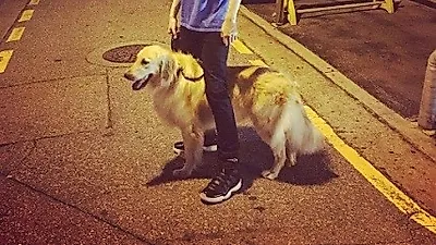 이정신, 반려견 심바와 밤 산책 중 '윤기 좔좔'