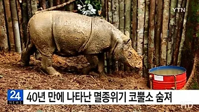 40년 만에 발견된 멸종위기 수마트라 코뿔소 숨져