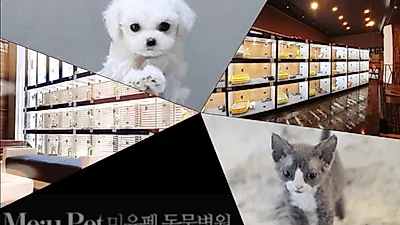 고양이분양&강아지분양 전문 애견샵 미유펫, 반려동물 전문인력의 도움으로 재방문율 높아