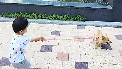 김효진 아들과 반려견의 힘겨루기 "저쪽으로 좀 가자구"