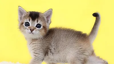 먼치킨, 랙돌  등 귀여운 외모의 품종묘 보유중인 고양이 전문 분양샵 '나비캣' 마포, 광명, 분당 등 전국 각지에서 입양 가능해