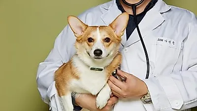 세계최초, 맞춤형 반려견 웨어러블 나온다