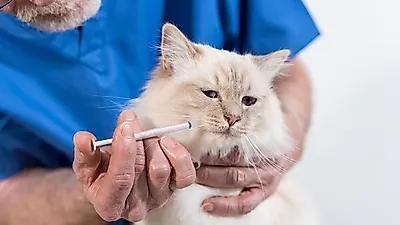 반려묘 생명 위협하는 '고양이 천식'