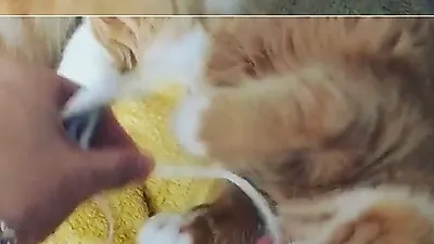 윤균상, 반려묘들과 평화로운 오후 "미용한 쿵이 막둥이 몽이 또미"