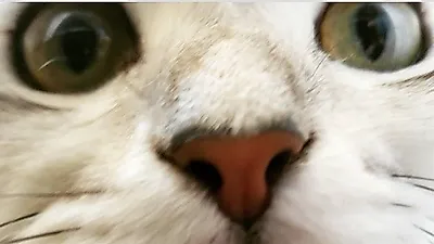 선우선 반려묘 오드리, 보석같은 눈동자