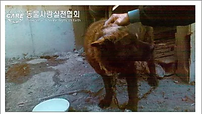 동물학대 소극적 대처하는 경찰 '불안해 못 살겠다'