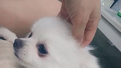 하얀 반려견 다정하게 쓰다듬는 규리 "뽀뽀야"