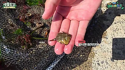 우리나라 바다서 꼬리줄나비고기·두동가리돔 등 열대 해수어 대거 발견