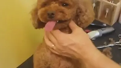샤이니 키 반려견, 얌전히 이발하는 아들 '닮은 꼴' 인증
