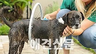'목욕이 제일 쉬웠어요!'