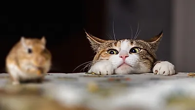 쥐를 통째로 삼킨 고양이