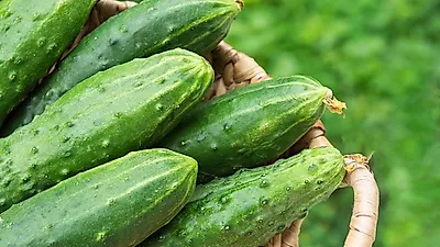 [다이어트음식] 피부에 좋은 오이의 효능 및 칼로리는?