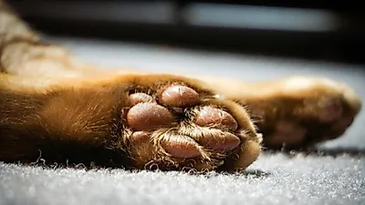 발가락이 28개? 기네스북에 오른 고양이