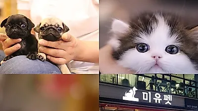 강아지분양 및 고양이 분양업체 '미유펫' 무료 분양서비스 및 무료 미용 케어서비스 등 다양한 서비스제공