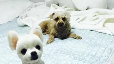 공승연 반려견, '인형 같은 자태'