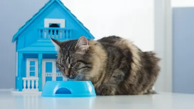 美 경찰특공대, 반려묘 '스왓캣(SWAT Cat)'에게 집 선물