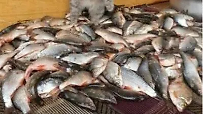 '영혼 잃은 고양이...발 밑에 깔린 생선 두고 어찌할꼬'