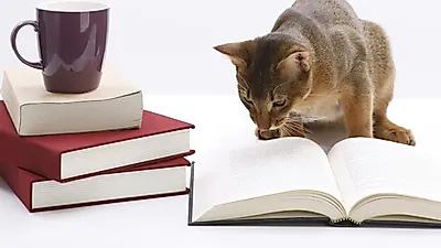 日 이와테현 오슈시, 고양이 도서관 개관