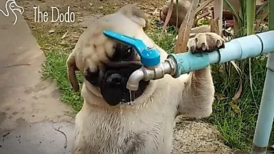 수도꼭지 붙잡고 물 마시는 퍼그 "목이 말라서..."