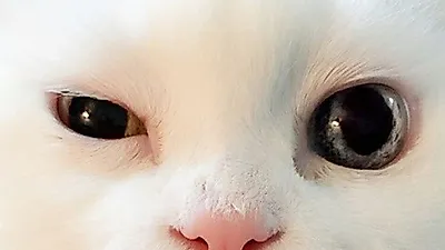 아이비 반려묘, 신비로운 오드아이 윙크
