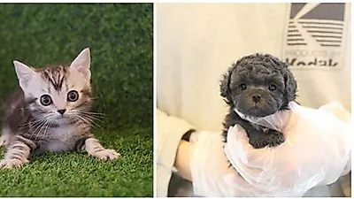  부산, 광주, 대전 미유펫애견샵 견종, 묘종 및 최대 80%할인이벤트 및 무료분양 