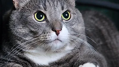 고양이 수염, 어떤 기능할까?