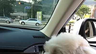 윤계상 반려견, 보호석에 앉아 '똘망똘망' 눈빛 발사