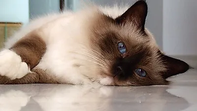 느긋하고 조용한 당신을 위한 고양이, '버먼'