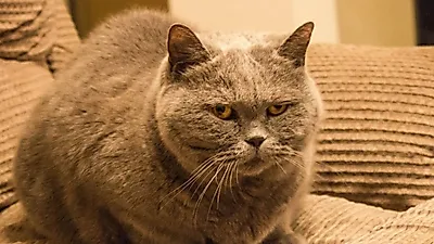 질투하는 고양이, 그 원인과 해결책은?